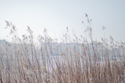 Fototapete Natur am Wintertag