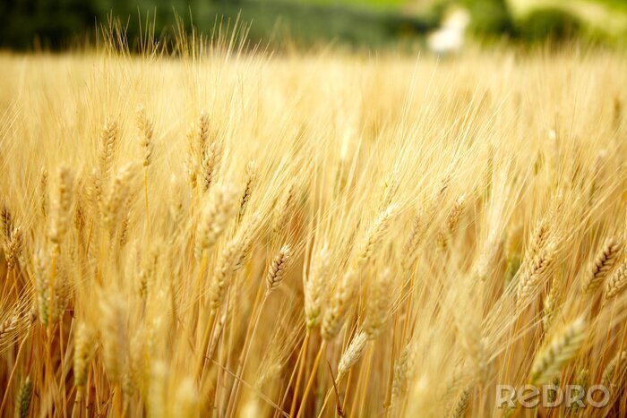 Fototapete Natur auf Acker