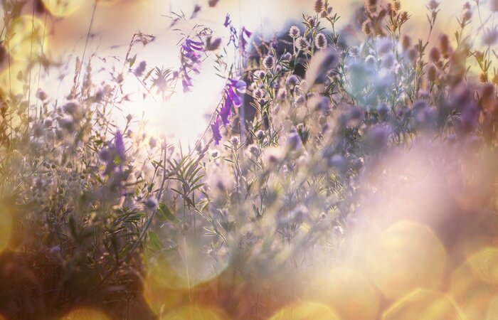 Fototapete Natur auf der Wiese