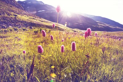 Fototapete Natur Berge und Blumen