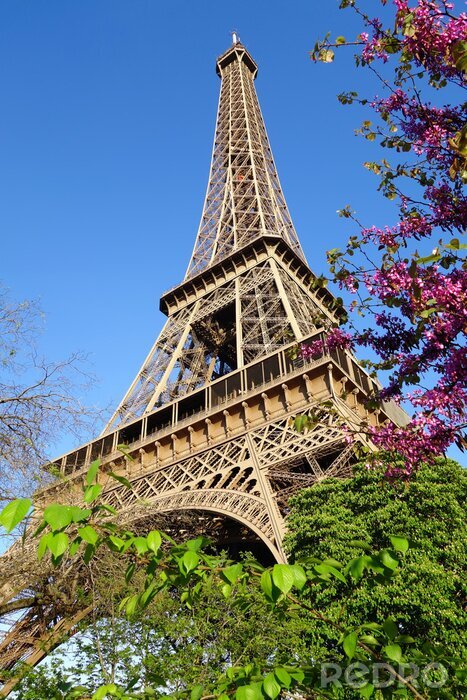 Fototapete Natur Blumen und Eiffelturm