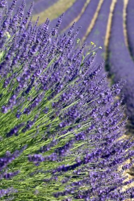 Fototapete Natur der Provence