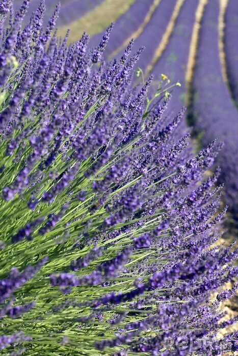 Fototapete Natur der Provence