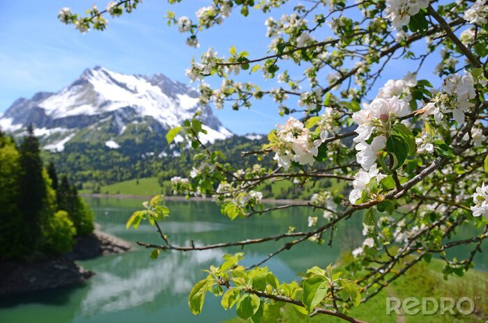 Fototapete Natur der Schweiz