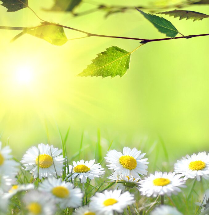 Fototapete Natur, Gänseblümchen im Sonnenlicht