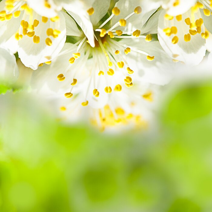 Fototapete Natur im Frühling