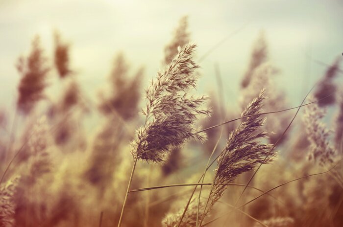 Fototapete Natur im Vintage-Stil