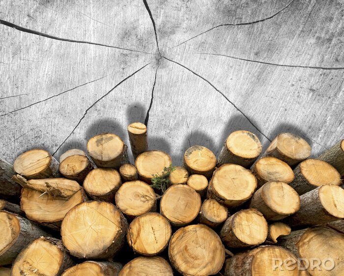 Fototapete Natur in Form von abgeschlagen Bäumen