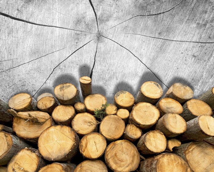 Fototapete Natur in Form von abgeschlagen Bäumen