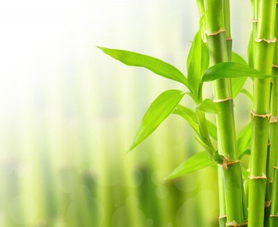 Fototapete Natur in Form von Bambus