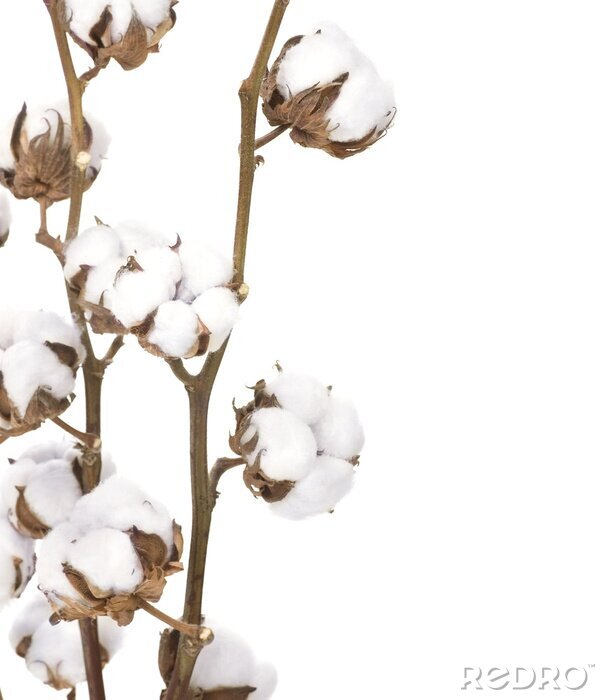 Fototapete Natur in Form von Baumwolle