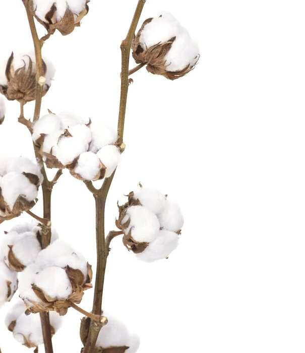 Fototapete Natur in Form von Baumwolle