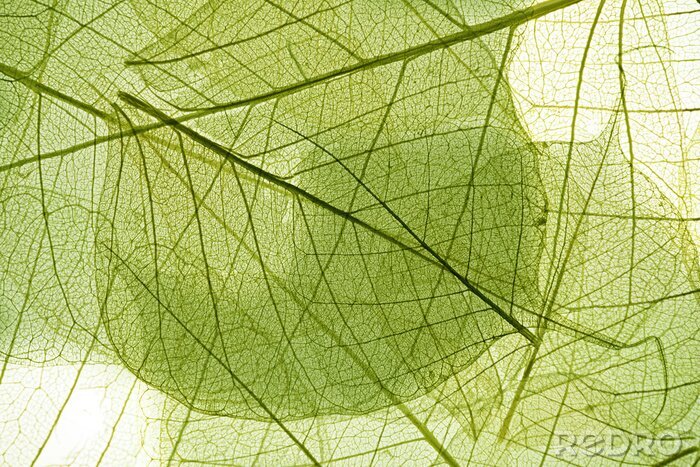 Fototapete Natur in Form von Blättern