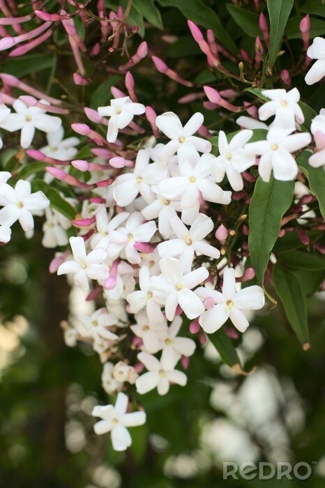 Fototapete Natur in Form von Jasmin