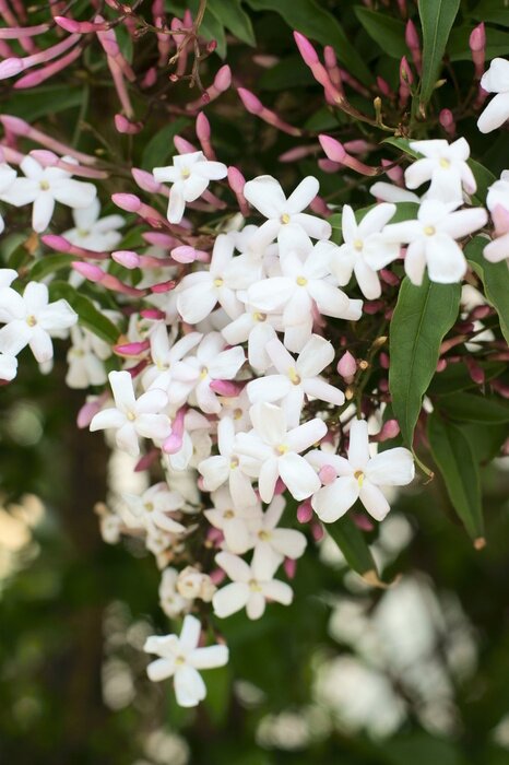 Fototapete Natur in Form von Jasmin