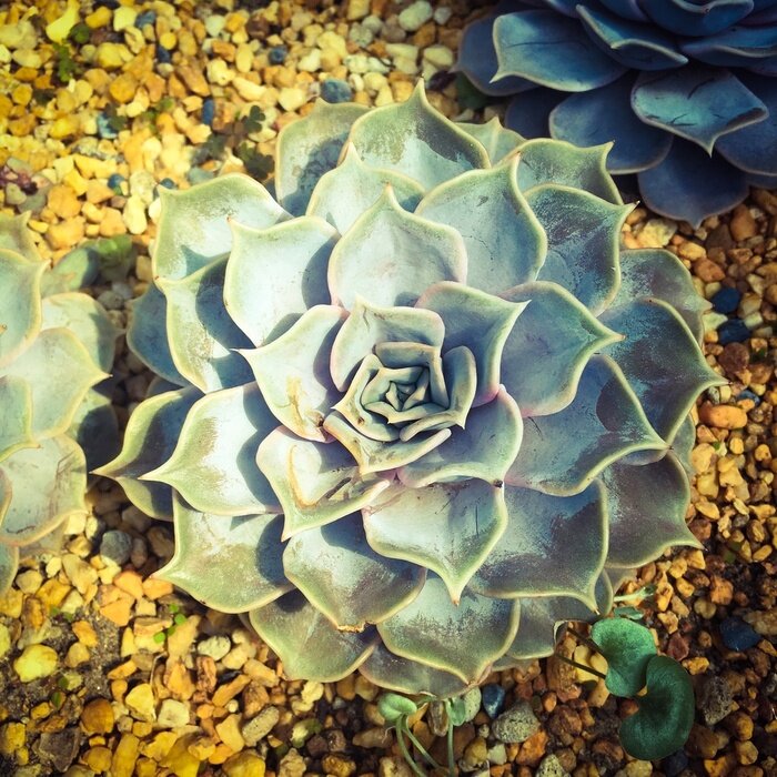 Fototapete Natur in Form von Sukkulente