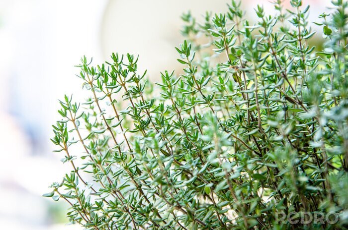 Fototapete Natur in Form von Thymian