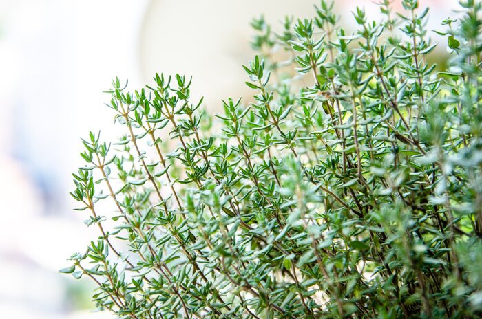 Fototapete Natur in Form von Thymian