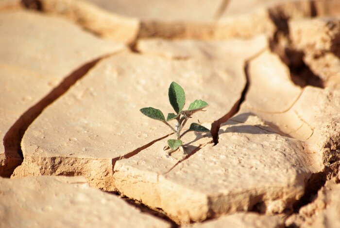 Fototapete Natur in getrocknetem Boden