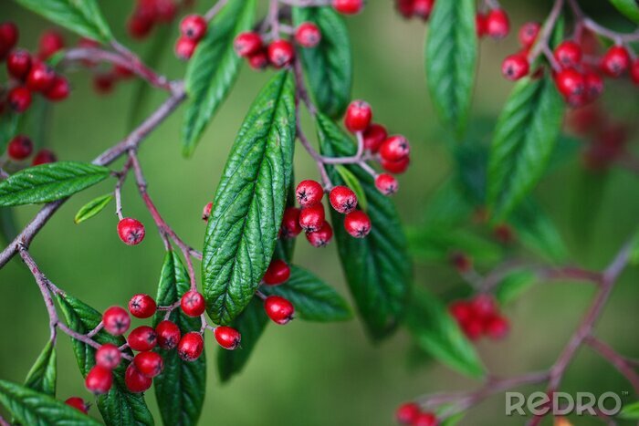 Fototapete Natur in herbstlichen Farben