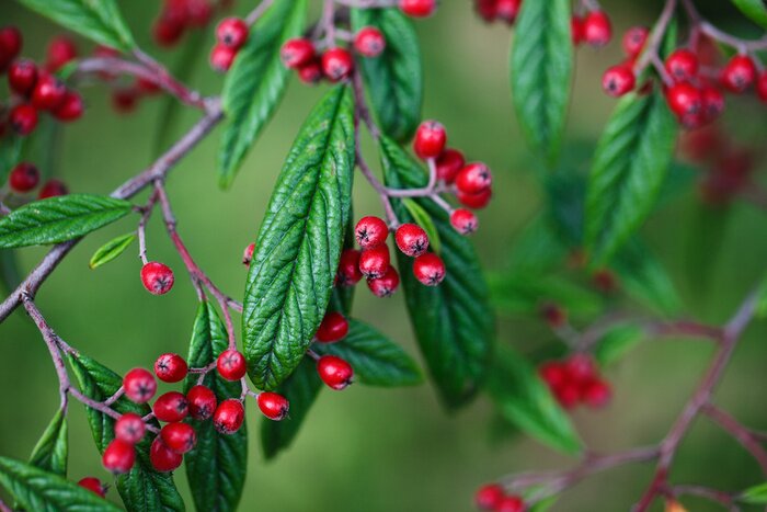 Fototapete Natur in herbstlichen Farben