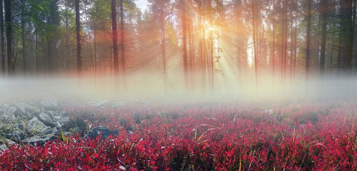 Fototapete Natur in Morgendämmerung