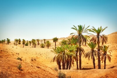 Fototapete Natur in Sahara