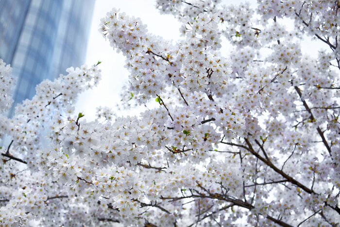 Fototapete Natur in Stadt