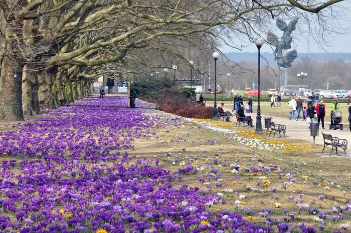 Fototapete Natur in Stettin