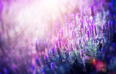 Natur Lavendelblüten und Licht