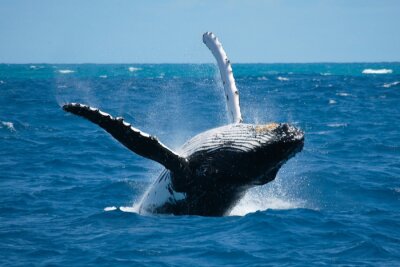 Fototapete Natur Meer und Wal