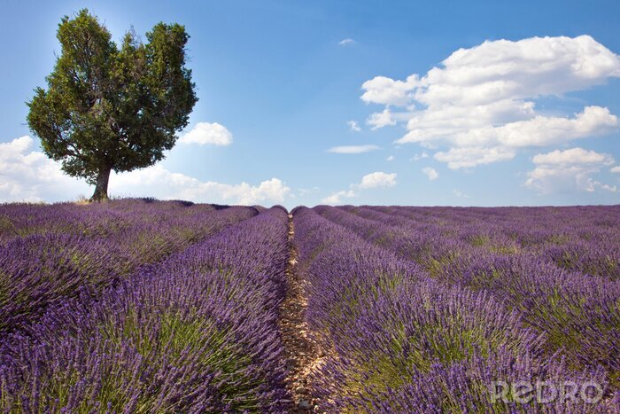 Fototapete Natur mit Baum auf dem Lavendelfeld