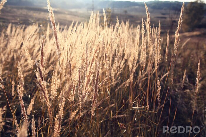 Fototapete Natur mit getrocknetem Gras