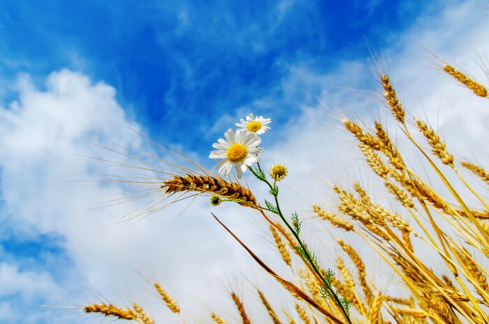 Fototapete Natur mit Himmel