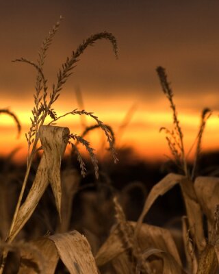 Natur mit Mais bei Sonnenuntergang
