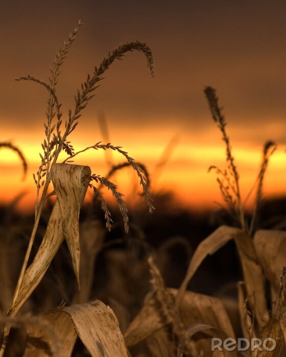 Fototapete Natur mit Mais bei Sonnenuntergang