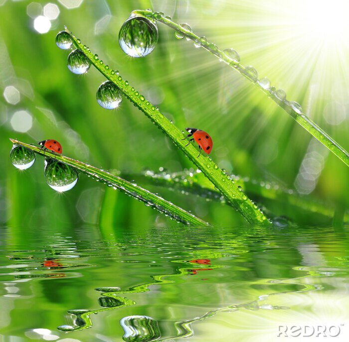 Fototapete Natur mit Marienkäfern