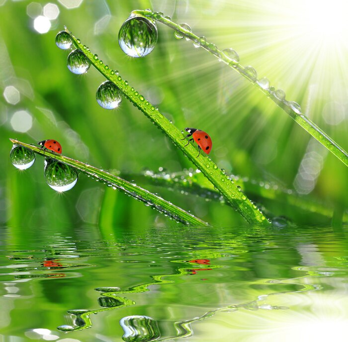 Fototapete Natur mit Marienkäfern