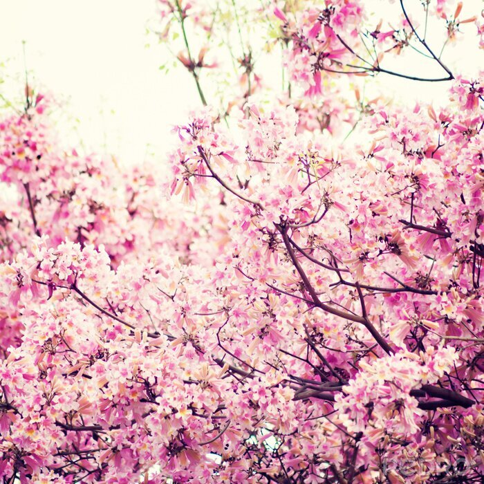 Fototapete Natur mit rosa Blumen