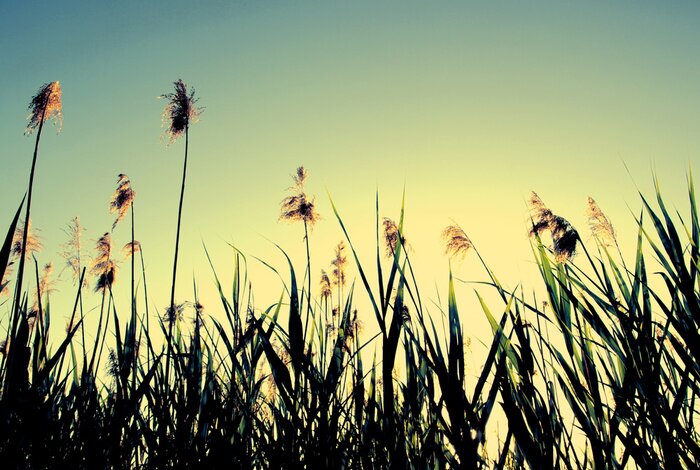 Fototapete Natur mit Sonnenuntergang