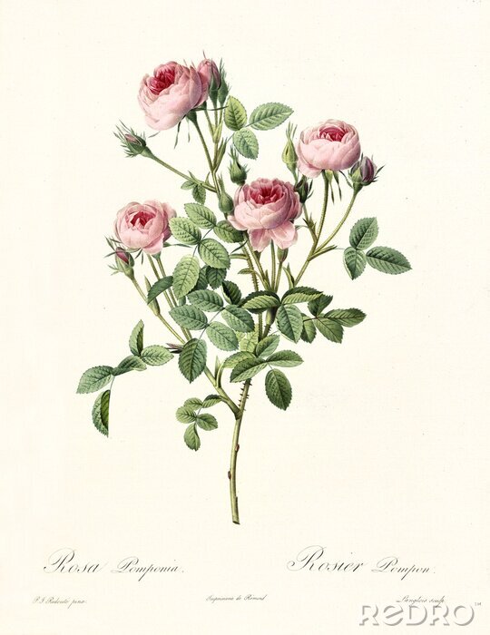 Fototapete Natur Motiv Illustration einer Rose auf einem Zweig