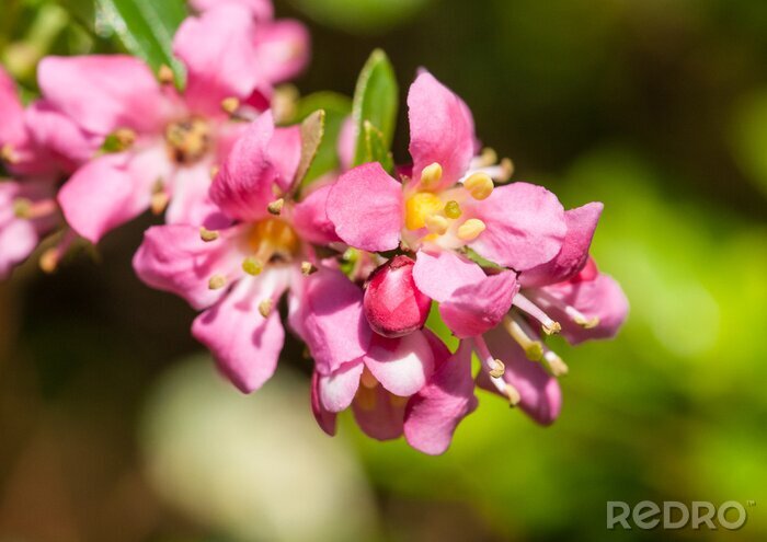 Fototapete Natur rosa Blume