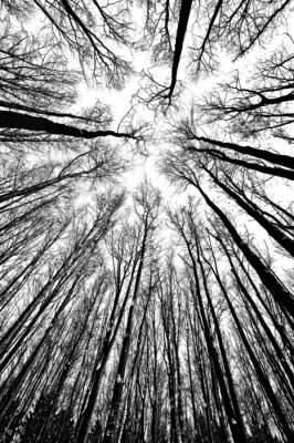 Fototapete Natur schwarz-weiß