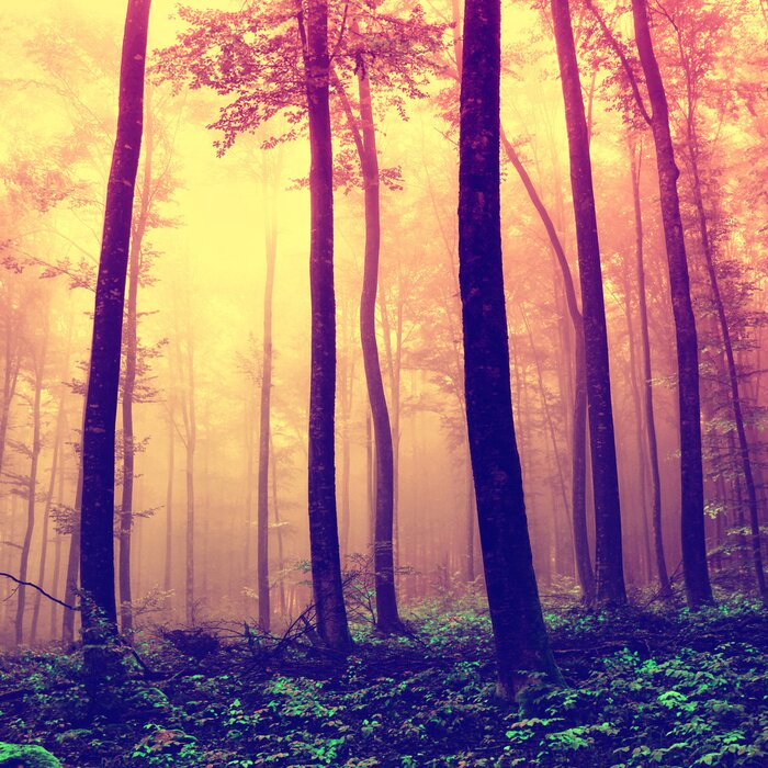 Fototapete Natur und Bäume