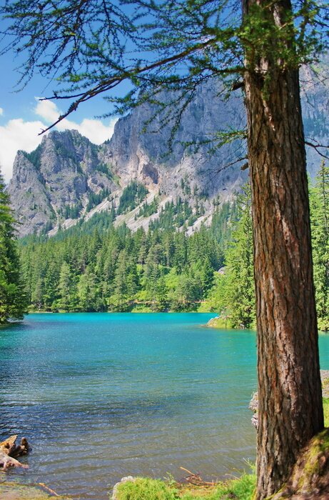 Fototapete Natur und Bergbäume