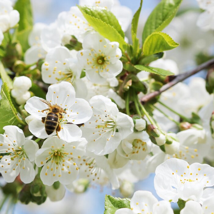 Fototapete Natur und Biene