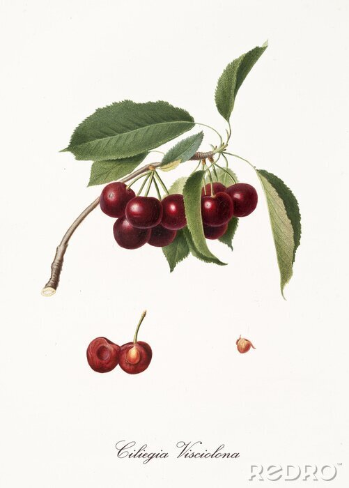 Fototapete Natur und Botanik Gravur Kirsche und Süßkirsche