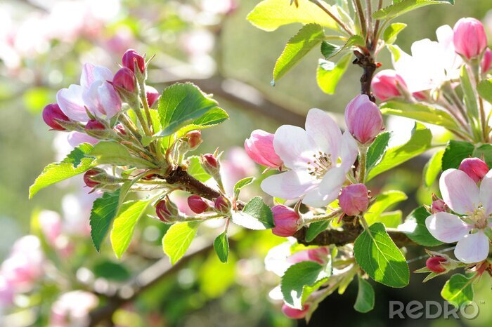 Fototapete Natur und Frühling