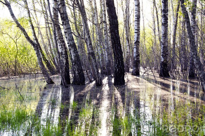 Fototapete Natur und Frühlingssonne