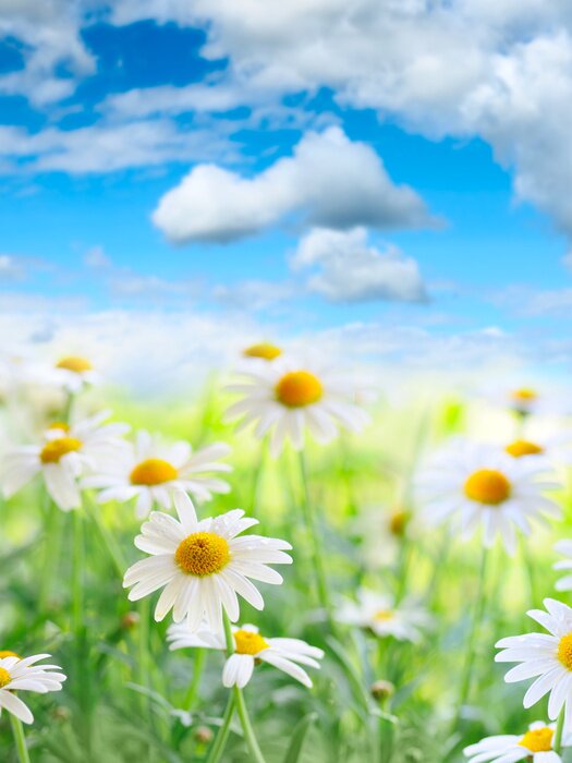 Fototapete Natur und Gänseblümchen auf unscharfem Hintergrund